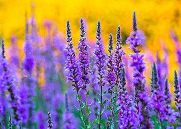 新作《蕾丝莱利安娜的炼金工房》公开 登陆PC和手机